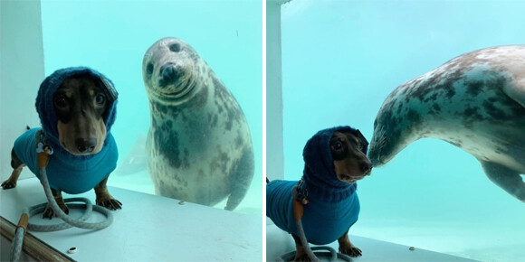 犬と海の犬（アザラシ）が仲間になった！ガラス越しから友情がしっかり届いているよ（イギリス）