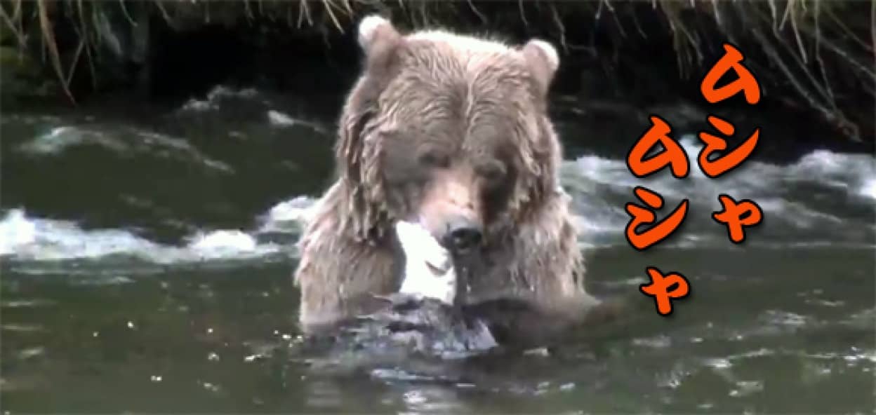 え いつ捕った 一瞬にして魚を捕まえて食べるクマの映像 カラパイア え いつ捕った 一瞬にして魚を捕まえて食べるクマの映像 カラパイア