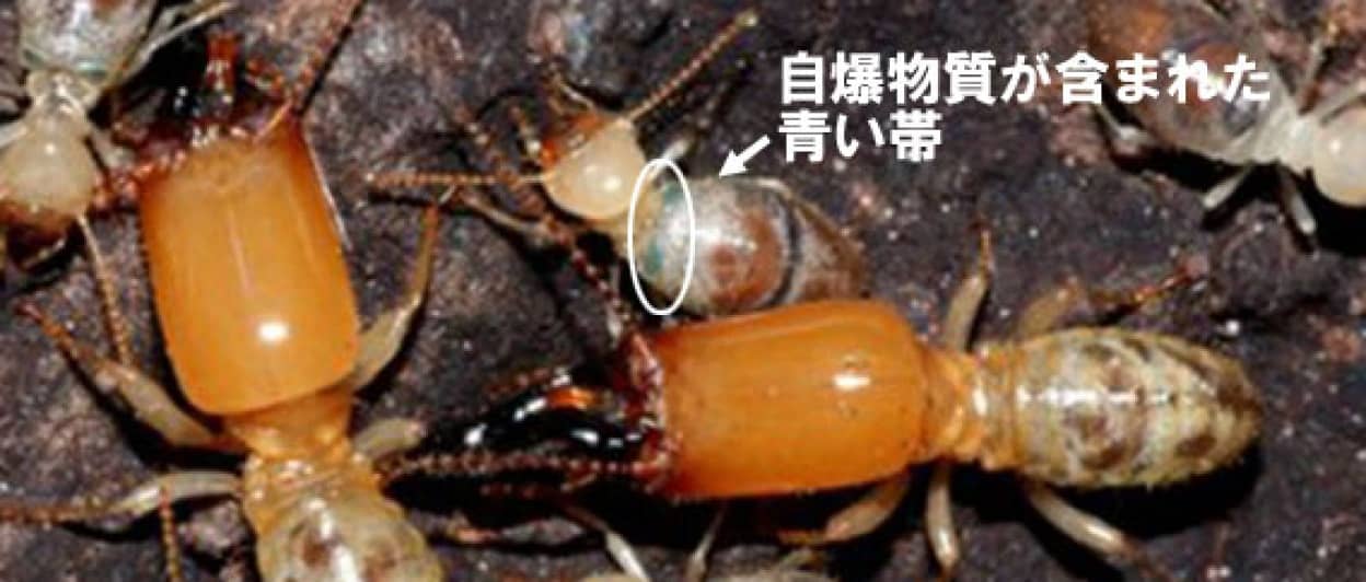 しろあり