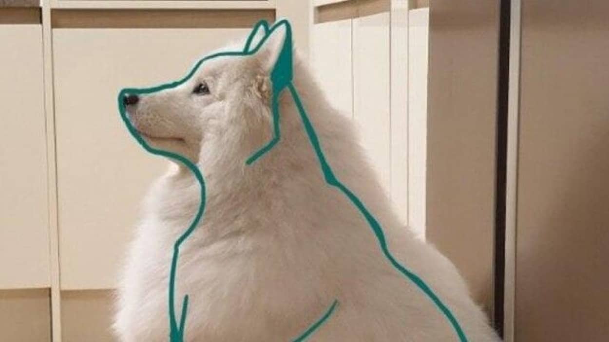 太っているのではない モフモフなのだ サモエド犬の実体とは サモエドボディに関する海外の反応 カラパイア