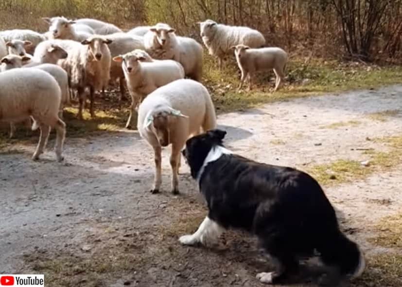 飼いならされた羊になってたまるか 1匹だけ牧羊犬に挑む羊 カラパイア