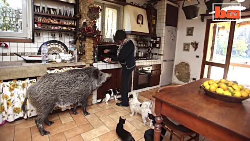 ウリボウを保護してみたら こんなに育っちゃったでござる ラブリーなイノシシと暮らすイタリア人 カラパイア ウリボウを保護してみたら こんなに育っちゃったでござる ラブリーなイノシシと暮らすイタリア人 カラパイア