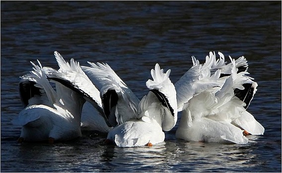 synchronized swimming animals 17