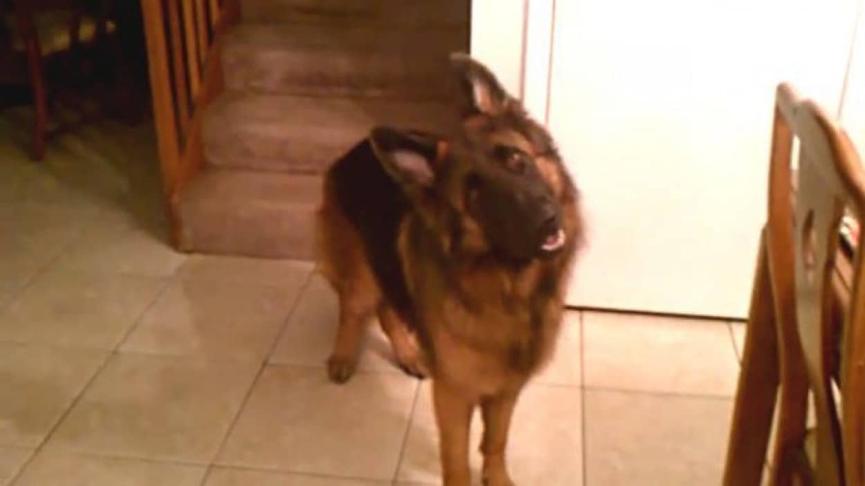 置いてかれるのは絶対イヤ 断固として留守番を拒否するジャーマンシェパード カラパイア