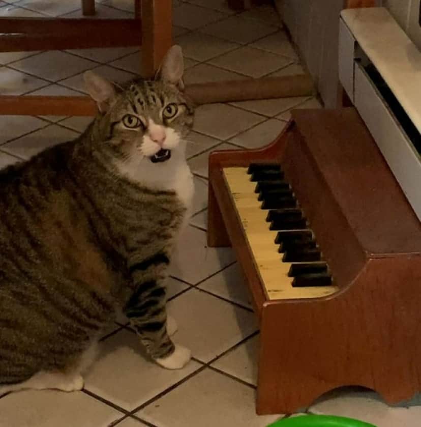 cat_e