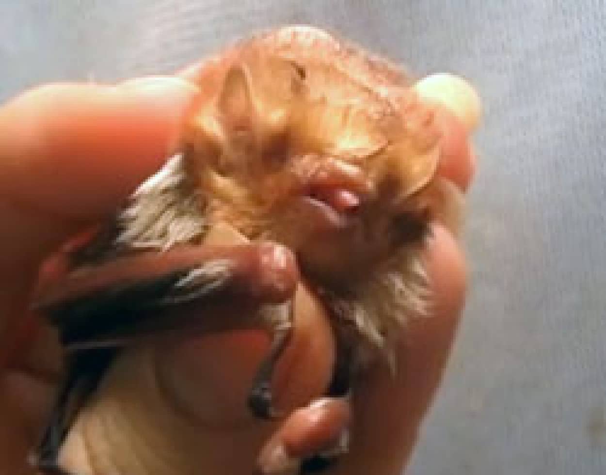 コウモリの赤ちゃんが舌なめずりをしている動画 ホラーテイストの10のコウモリ画像 カラパイア