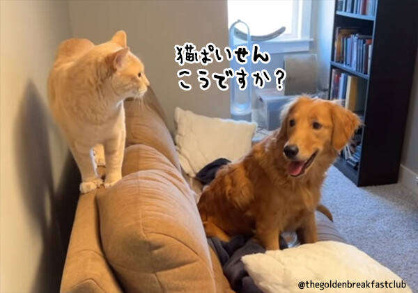 その仕草、猫の影響です。猫に育てられた犬の「猫化」の5つの兆候