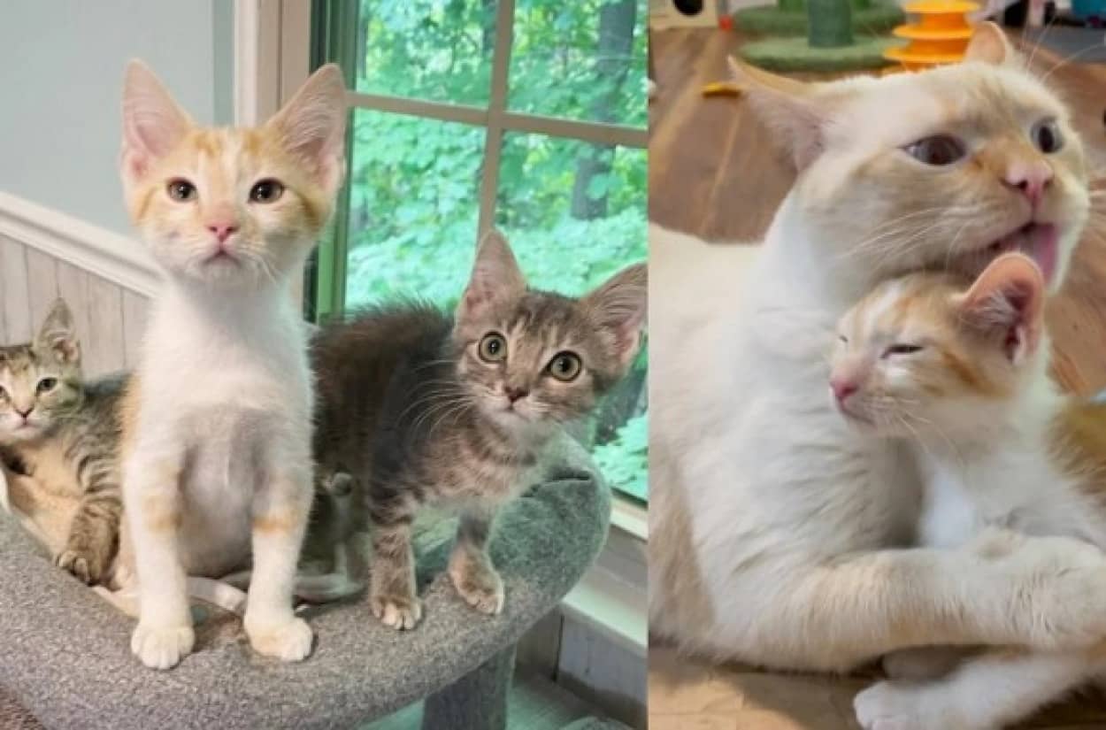 3匹の子猫を子育てする2匹の代理母