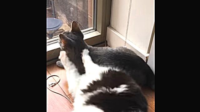 catcat3