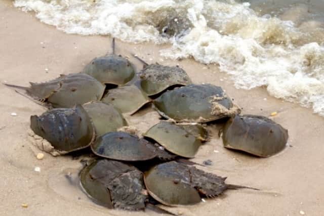 カブトガニはもう無駄に青い血を流さなくてよいのだ カブトガニの採血が段階的に廃止されることが明らかに アメリカ カラパイア カブトガニはもう無駄に青い血を流さなくてよいのだ カブトガニの採血が段階的に廃止されることが明らかに アメリカ カラパイア