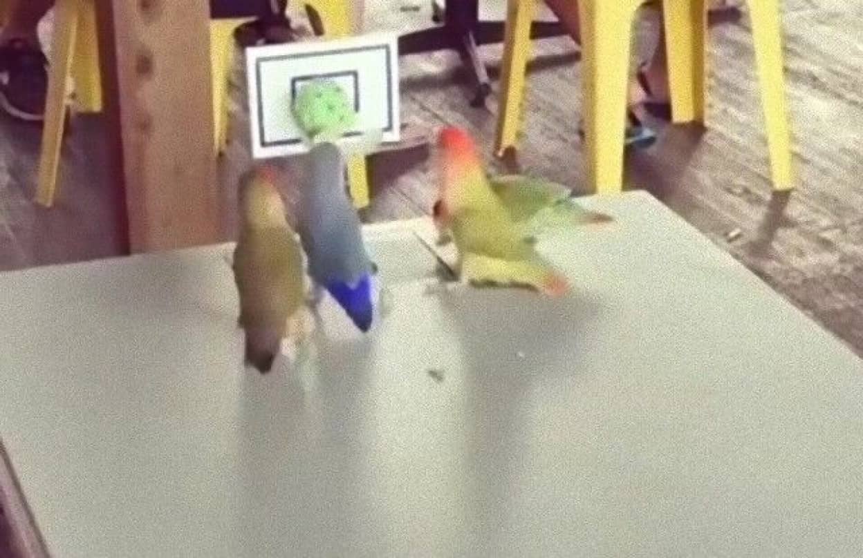 今インコのバスケットボールが熱い 華麗なシュートをキメるコザクラインコたち カラパイア