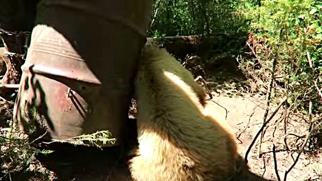 bearinburrel2