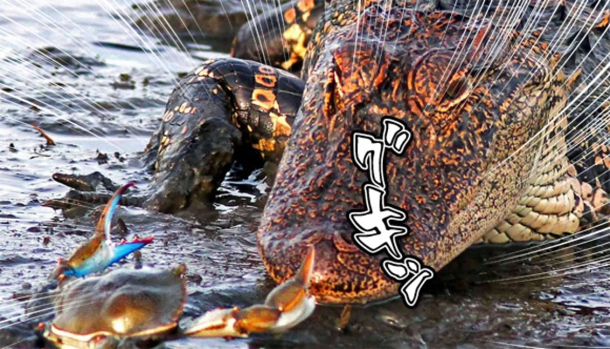 蟹が唯一の武器で巨大なワニに捨身の攻撃 決まった まさかの口封じに成功 カラパイア