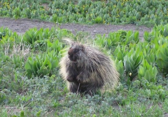 field-porcupine-550x383