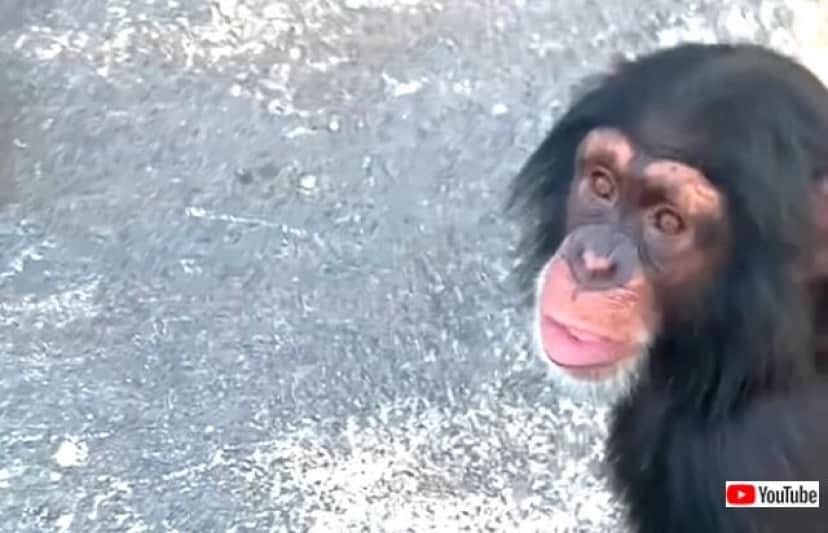 炎天下のチンパンジー 早くちょうだい と大口を開けて飲み物をねだる カラパイア
