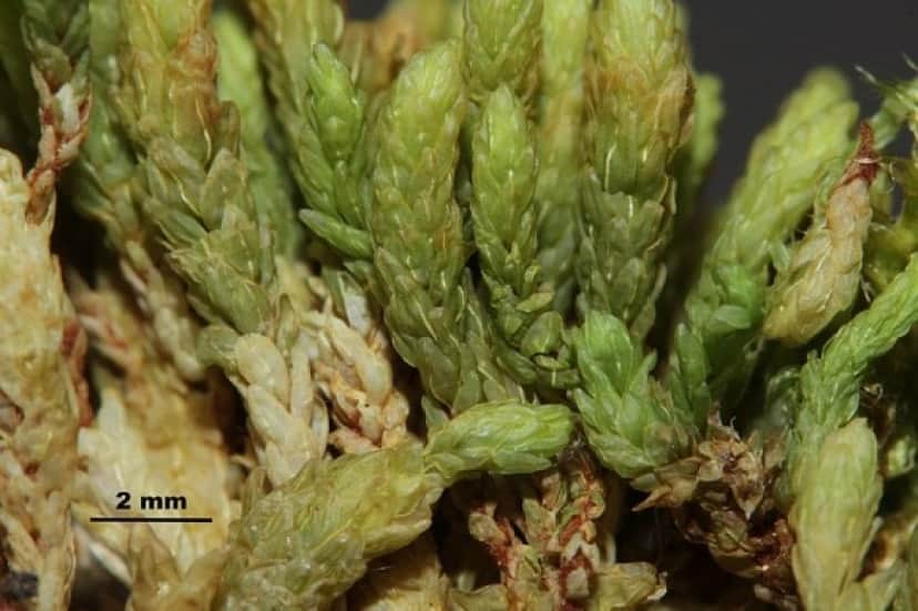 800px-Aulacomnium_turgidum_(a,_133835-471746)_1416_e