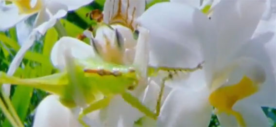 真っ白い花に擬態し獲物が近づいたらパクっと捕食 ハナカマキリ先輩の高画質捕食映像 カラパイア
