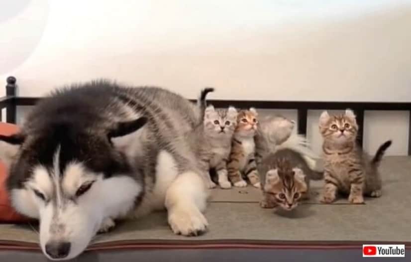 littlekitty3_640