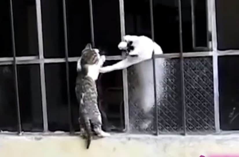 危ないことしちゃ メッ 愛する子猫たちを見守るお母さん猫の母性本能 カラパイア 危ないことしちゃ メッ 愛する子猫たちを見守るお母さん猫の母性本能 カラパイア