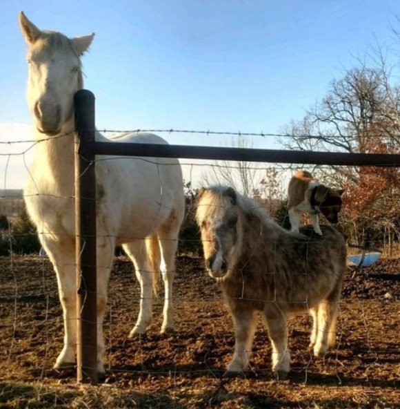 horse4