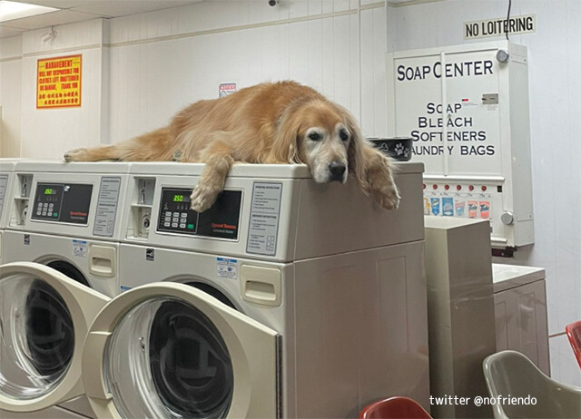 こんなコインランドリーならずっと待てる！犬が洗濯機の上でグデっと店番