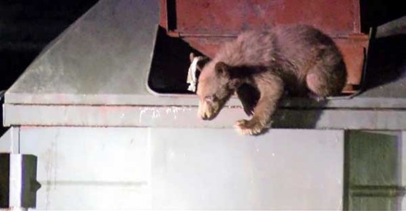 dumpster cub3_e