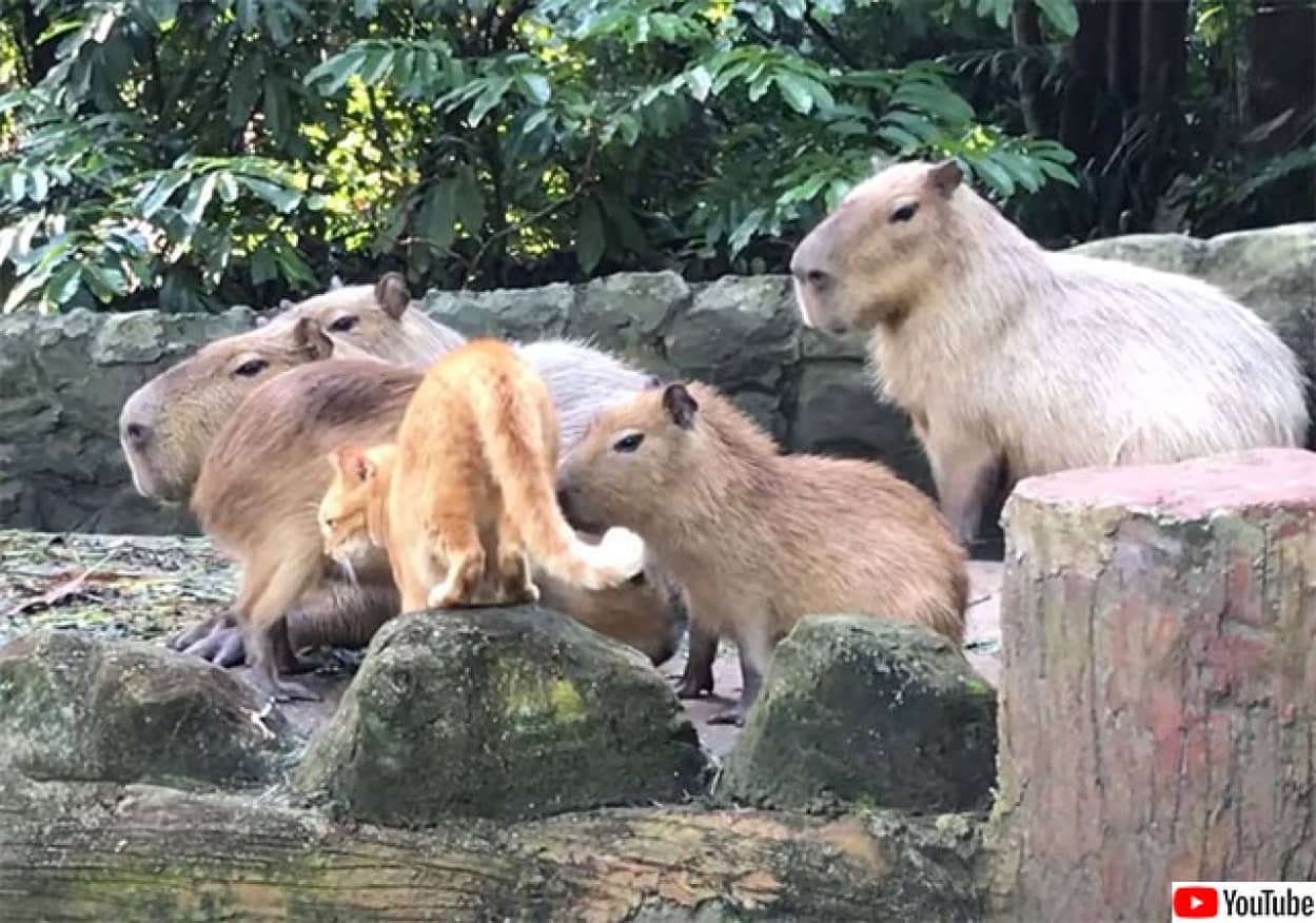 カピバラと動物園で一緒に暮らす猫