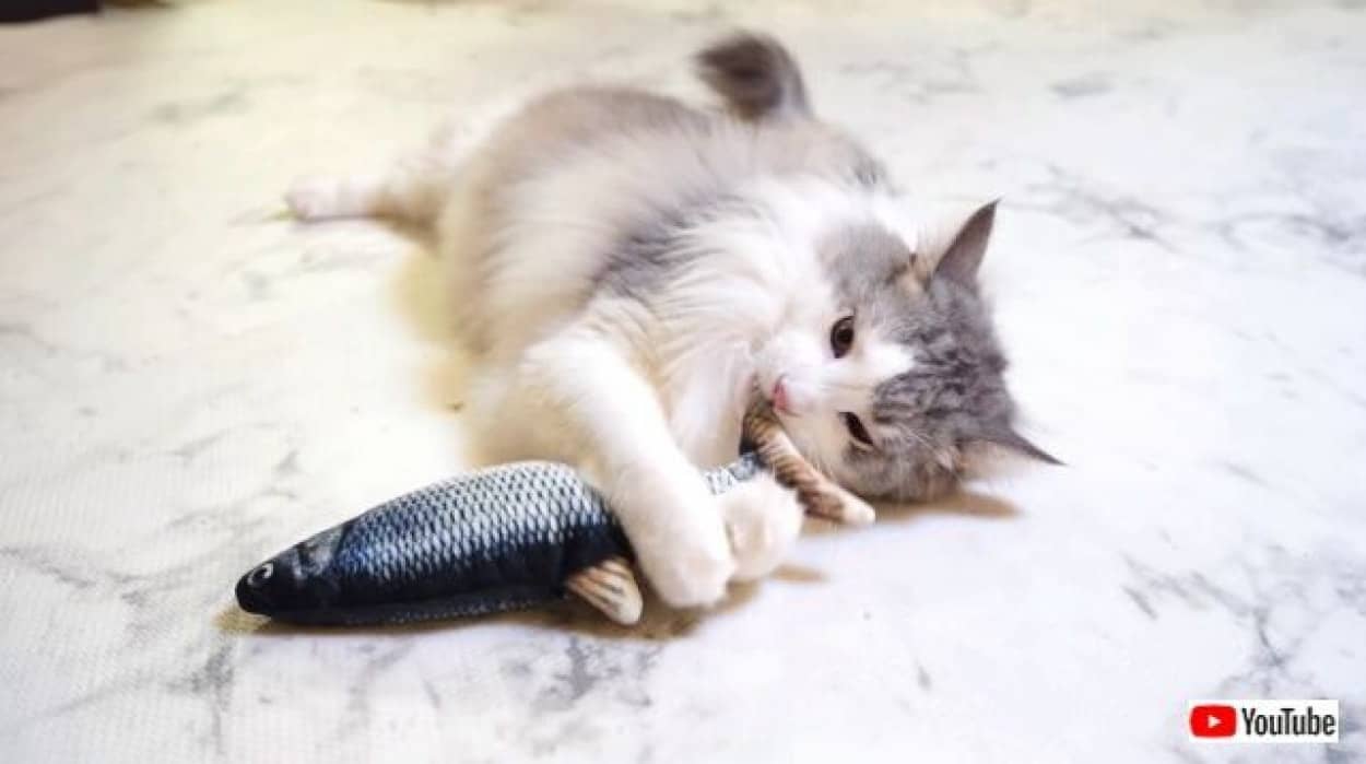 犬と猫と子猫と サカナ ピチピチ跳ねるお魚のオモチャに夢中になるペットたち カラパイア 犬と猫と子猫と サカナ ピチピチ跳ねるお魚のオモチャに夢中になるペットたち カラパイア