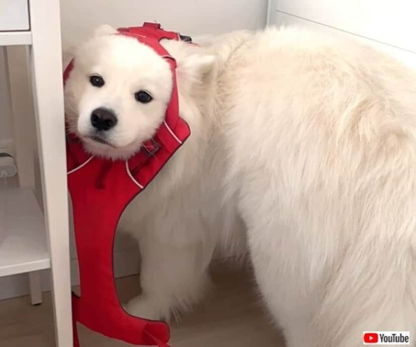 愛犬の 私には私のルールがあるの ときどき理解不能な行動をとるサモエド犬のマヤさん カラパイア 愛犬の 私には私のルールがあるの ときどき理解不能な行動をとるサモエド犬のマヤさん カラパイア