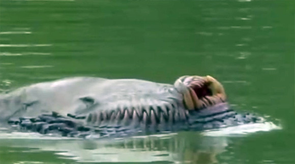 何者だよ ブルネイの川で発見された牙を持つ背泳ぎしているように見える奇妙な生き物 カラパイア