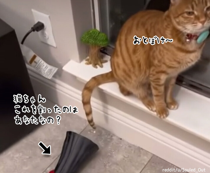 陶器を割ってしまった猫、飼い主に問い詰められたときのごまかし方がにゃんぱらりん