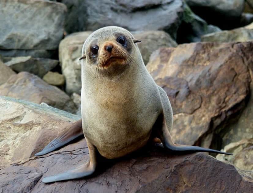 fur-seal