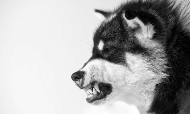 ハスキー犬の先祖はそり犬のルーツ 約1万年前からシベリアで犬ぞりを引いていた アイルランド研究 カラパイア