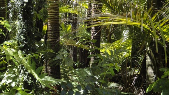rainforest-78516_640_e
