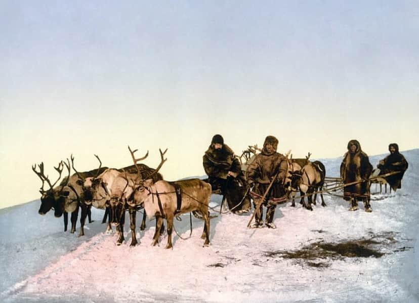 reindeer-60619_640