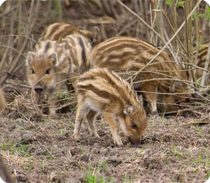 ウリ坊みたいで縞々かわいい アメリカバクの幼獣 カラパイア