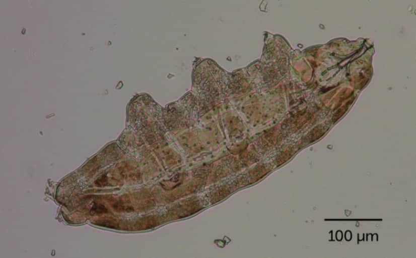 101320_jl_tardigrade_inline1_e