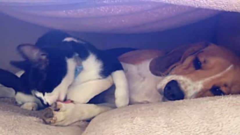 catndoglove2