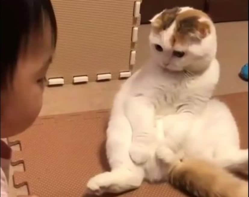秋の夜長はこんな動画でほっこりしよう 子供とペットたちの優しい関係総集編 カラパイア 秋の夜長はこんな動画でほっこりしよう 子供とペットたちの優しい関係総集編 カラパイア
