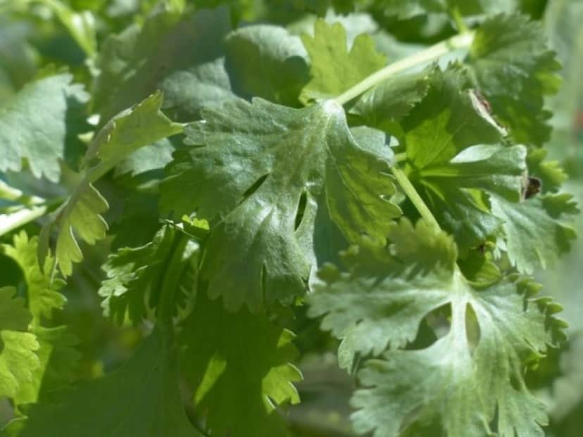 real-coriander-115372_640_e