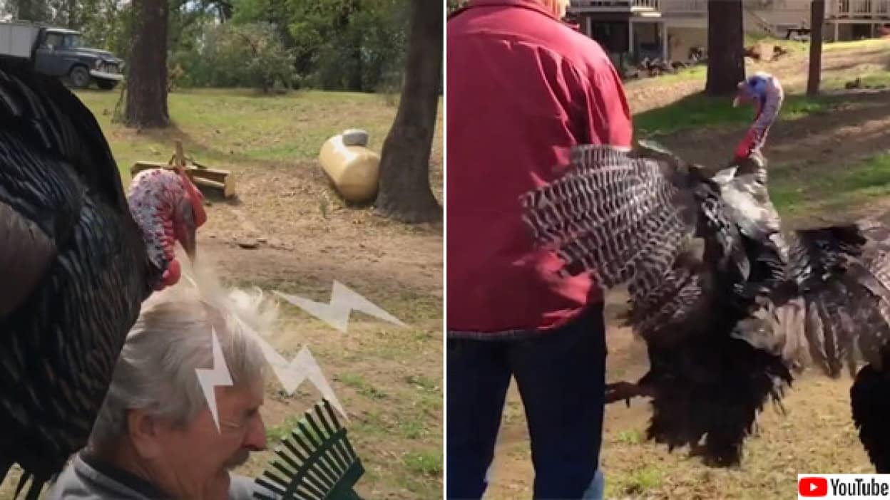 七面鳥をペットにする男性の日常