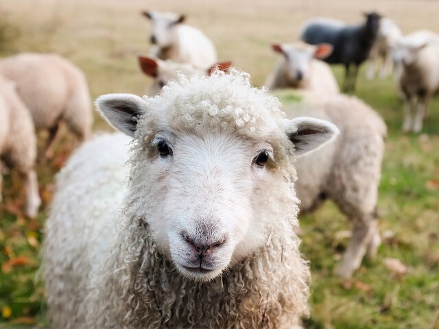 羊のメスはオスを選ぶのも草食系。強いオスよりも従順でおとなしいオスを選ぶ