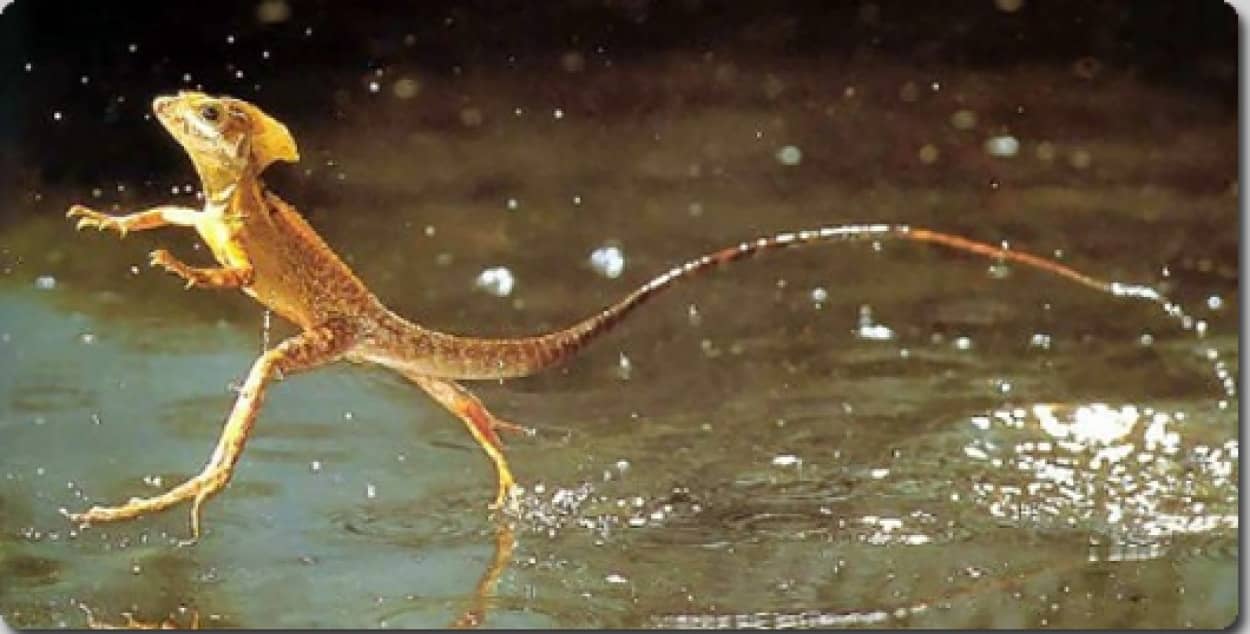 水面の上を軽やかに走る忍者トカゲ バジリスク カラパイア