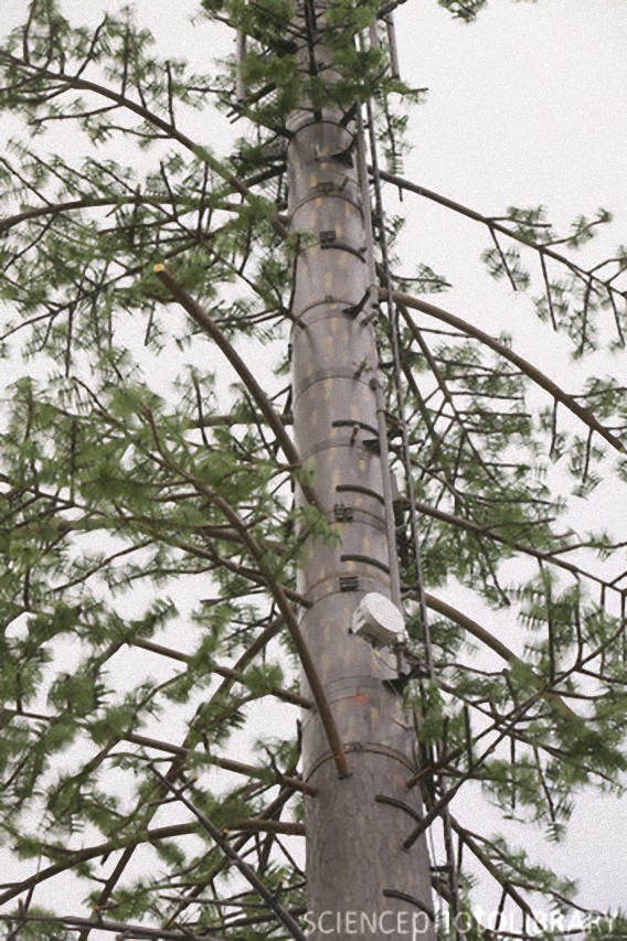 C0061530-A_camouflaged_cellphone_tower-SPL_e
