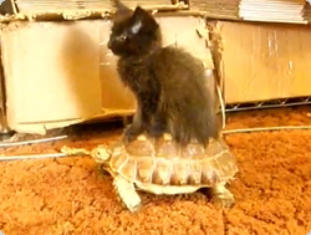 カメを移動手段に使う動物たち 猫 犬 カエル カラパイア カメを移動手段に使う動物たち 猫 犬 カエル カラパイア