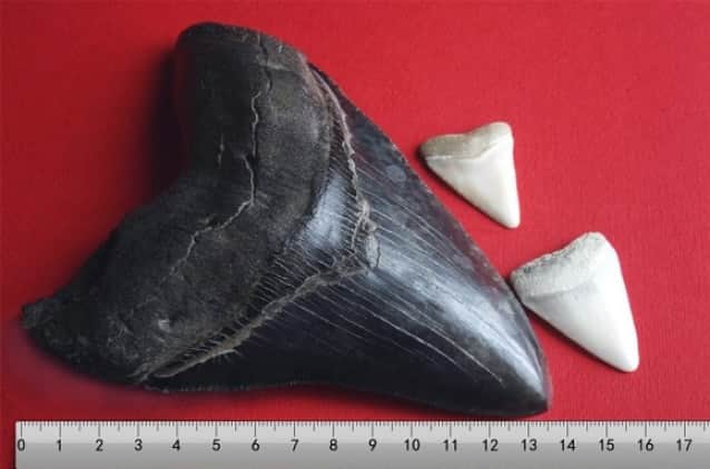 メガロドン 歯 化石 [MG213] - その他