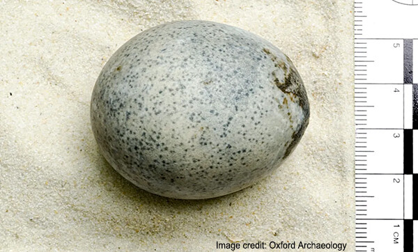 1700年前のニワトリの卵を発見。中身も黄身と白身が混ざった状態で残されていた