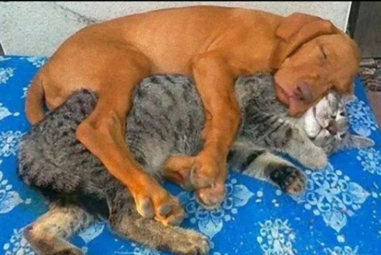 犬派とか猫派とか そんな垣根いらないっしょ だって犬と猫 こんなに仲良しなんだもの カラパイア 犬派とか猫派とか そんな垣根いらないっしょ だって犬と猫 こんなに仲良しなんだもの カラパイア
