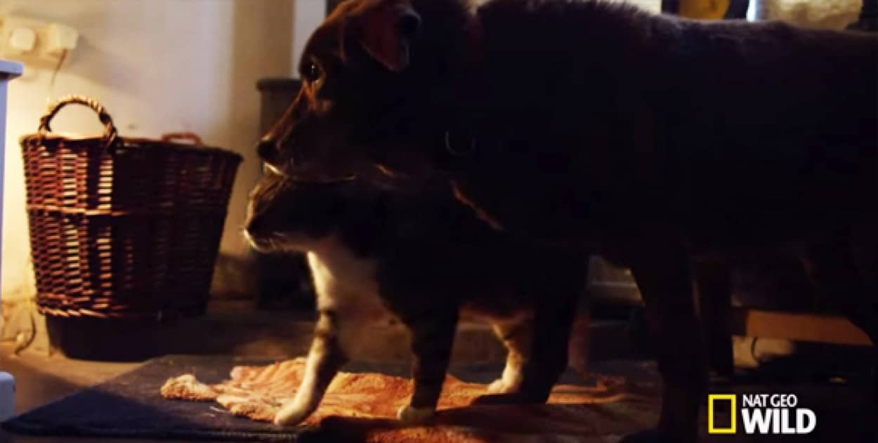目の見えない犬の目となった1匹の野良猫の感動の物語 カラパイア