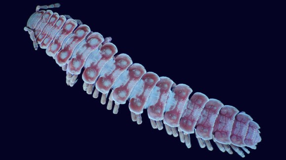 1_e4